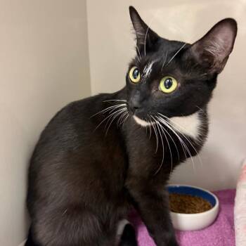 Nina (queen) -  Domestic Short Hair Cat for Adoption in Redwood City, California - Nina (queen) | PetCurious