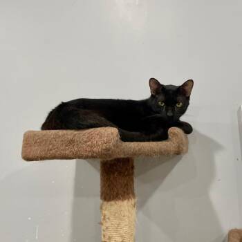 Hemlock -  Domestic Short Hair Cat for Adoption in Fairmont, West Virginia - Hemlock | PetCurious