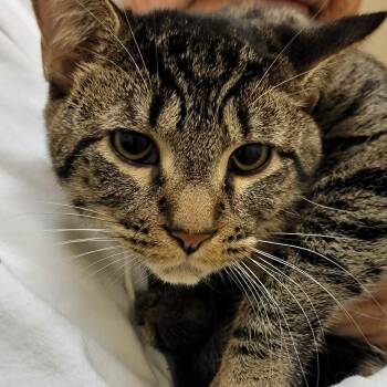 Domestic Short Hair Cats Available for Adoption - Hopper | PetCurious