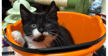 Rescue Domestic Short Hair Cats for Adoption in Mount Laurel Township, New Jersey - Hammy Rainbow Brite Sailor | PetCurious