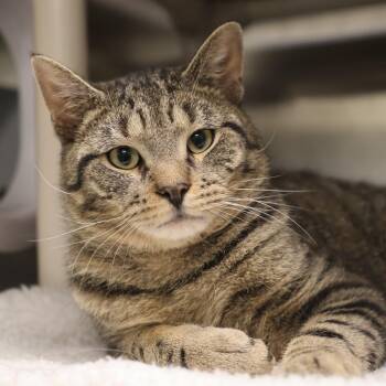 Domestic Short Hair Cats Available for Adoption in Briarcliff Manor, New York - Guaco *bonded To Pico* | PetCurious