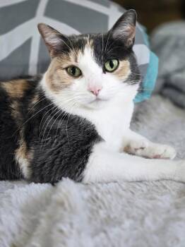 Domestic Short Hair Cats Available for Adoption in Walled Lake, Michigan - Wanda | PetCurious