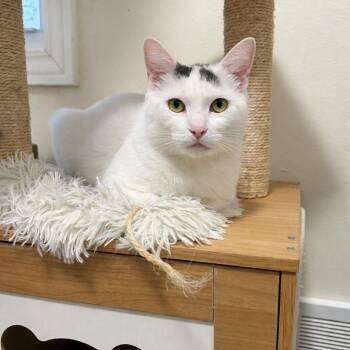 Domestic Short Hair Cats Available for Adoption - Chanel | PetCurious