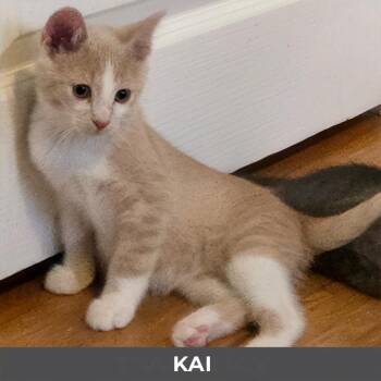 Kai -  Domestic Short Hair Cat for Adoption in Toronto, Ontario - Kai | PetCurious