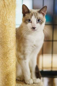 Rescue Siamese Cats for Adoption in Marble Falls, Texas - Simon | PetCurious