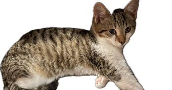 Rescue Domestic Short Hair Cats for Adoption in Safety Harbor, Florida - Leonard | PetCurious