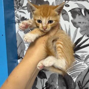 Domestic Short Hair Cats Available for Adoption in Wahiawa, Hawaii - Croissant | PetCurious
