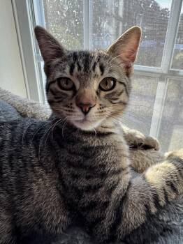 Lochlan -  Domestic Short Hair Cat for Adoption in Duxbury, Massachusetts - Lochlan | PetCurious