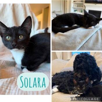 Solara -  Domestic Short Hair Cat for Adoption in Orangevale, California - Solara | PetCurious