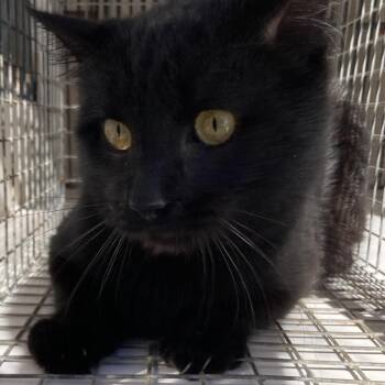 Domestic Short Hair Cats Available for Adoption - Arnie | PetCurious