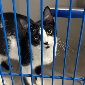 Domestic Short Hair Cats Available for Adoption in Normal, Illinois - Latto | PetCurious