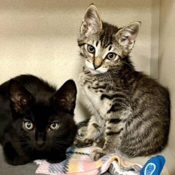 Horsetail Falls -  Domestic Short Hair Cat for Adoption in Sacramento, California - Horsetail Falls | PetCurious