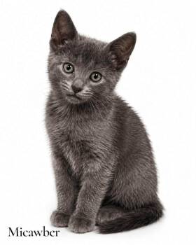 Micawber -  Domestic Short Hair Cat Available for Adoption in Stevensville, Michigan - Micawber | PetCurious