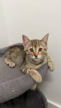 Willow (3.5 months) -  Domestic Short Hair Cat for Adoption in Los Angeles, California - Willow (3.5 Months) | PetCurious