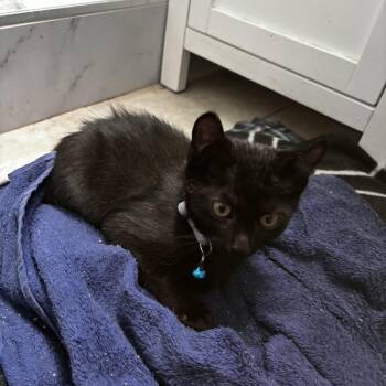 Baby Blue -  Domestic Short Hair Cat for Adoption in Westminster, California - Baby Blue | PetCurious
