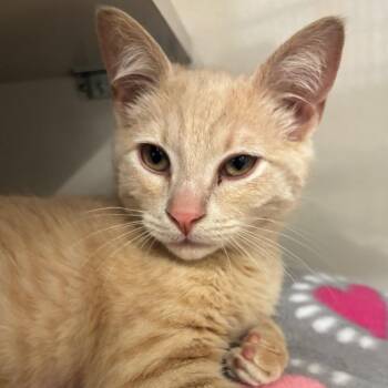 Luca -  Domestic Short Hair Cat for Adoption in Redwood City, California - Luca | PetCurious