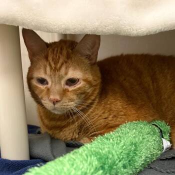 Poundcake -  Domestic Short Hair Cat for Adoption in Mentor, Ohio - Poundcake | PetCurious