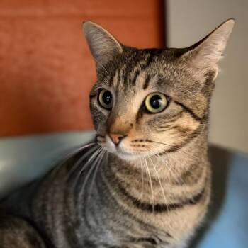 Domestic Short Hair Cats Available for Adoption - Nova | PetCurious