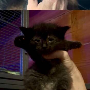 Sirius 2284 -  Domestic Medium Hair Cat for Adoption in Kansas City, Missouri - Sirius 2284 | PetCurious