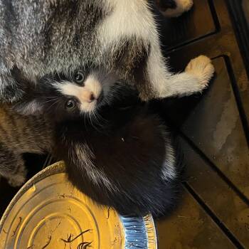 Ocean -  Domestic Short Hair Cat for Adoption in Greensboro, North Carolina - Ocean | PetCurious