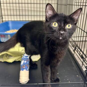 Rescue Domestic Medium Hair Cats for Adoption in Mount Rainier, Maryland - MYSTIQUE | PetCurious