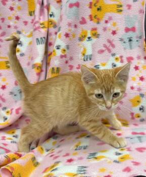 Bugs Bunny -  Domestic Short Hair Cat for Adoption in Newberg, Oregon - Bugs Bunny | PetCurious