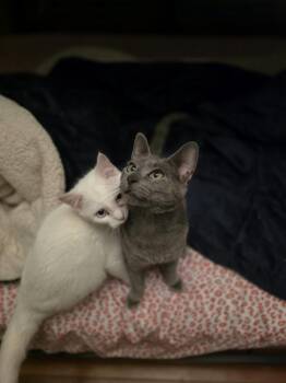 Domestic Short Hair Cats Available for Adoption - Lucy | PetCurious