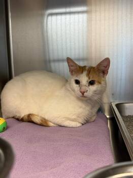 Charlie -  Domestic Short Hair Cat for Adoption in Fremont, Michigan - Charlie | PetCurious