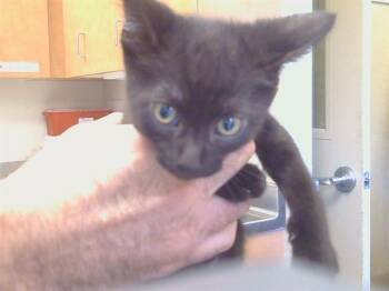 LIME GREEN COLLAR -  Domestic Short Hair Cat for Adoption in Sacramento, California - LIME GREEN COLLAR | PetCurious