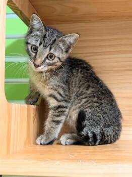 RASCAL -  Domestic Short Hair Cat for Adoption in St. Peters, Missouri - RASCAL | PetCurious