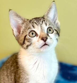 Bob is baby poofy brilliance - TINY TOT ALERT - look at those AM -  Turkish Van and Bengal Cat for Adoption in Bedford Hills, New York - Bob Is Baby Poofy Brilliance - TINY TOT ALERT - Look At Those AM | PetCurious