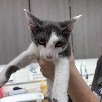 Dexter -  Domestic Short Hair Cat for Adoption in Beaumont, Texas - Dexter | PetCurious