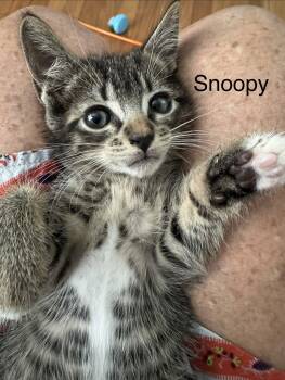 Snoopy -  Tabby Cat for Adoption in Orlando, Florida - Snoopy | PetCurious