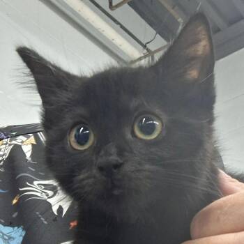 Dora -  Domestic Short Hair Cat for Adoption in Zanesville, Ohio - Dora | PetCurious