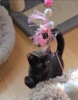 Rescue Domestic Short Hair Cats for Adoption in Woodbridge Township, New Jersey - Reyleigh | PetCurious