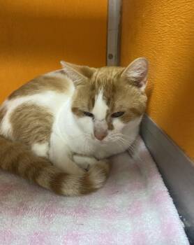 Domestic Short Hair Cats Available for Adoption - Polo | PetCurious