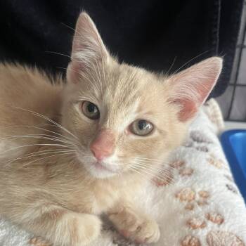 Turk -  Domestic Short Hair Cat for Adoption in Chicago, Illinois - Turk | PetCurious