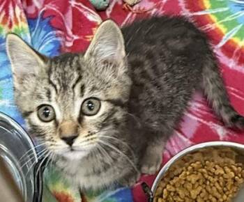 Dewey -  Domestic Short Hair Cat for Adoption in Wilkesboro, North Carolina - Dewey | PetCurious