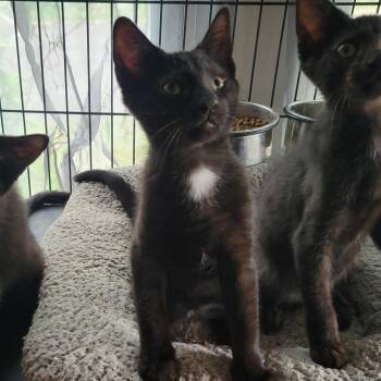 Rescue Domestic Short Hair Cats for Adoption in East Amherst, New York - Bert | PetCurious