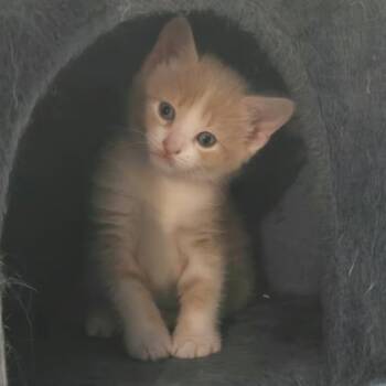 Busker -  Domestic Short Hair Cat for Adoption in Verona, Wisconsin - Busker | PetCurious