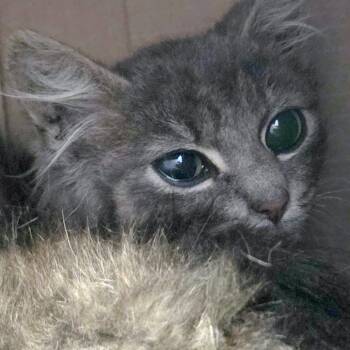 Gollum -  Domestic Medium Hair Cat for Adoption in Providence, Rhode Island - Gollum | PetCurious