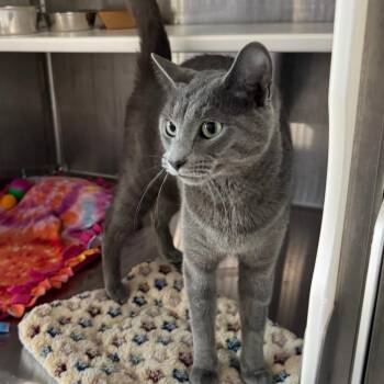 Tia -  Domestic Short Hair Cat for Adoption in Dearborn, Michigan - Tia | PetCurious