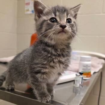 Domestic Short Hair Cats Available for Adoption in Bristol, Indiana - Smokestack | PetCurious