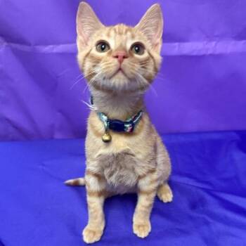 Warren -  Domestic Short Hair Cat for Adoption in North Myrtle Beach, South Carolina - Warren | PetCurious