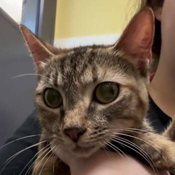 Pickle -  Domestic Short Hair Cat for Adoption in Charlottesville, Virginia - Pickle | PetCurious