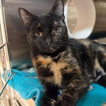Clover -  Domestic Short Hair Cat for Adoption in Madison, Wisconsin - Clover | PetCurious