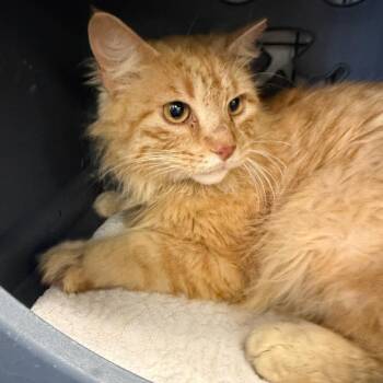 Domestic Long Hair Cats Available for Adoption in Houston, Texas - Princess | PetCurious