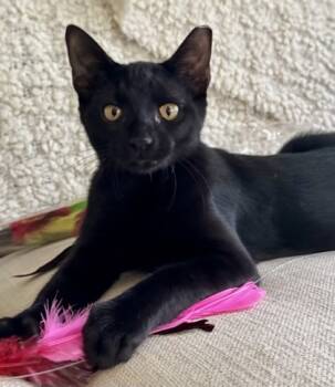 Rescue Domestic Short Hair Cats for Adoption in Fort Worth, Texas - Dragon | PetCurious