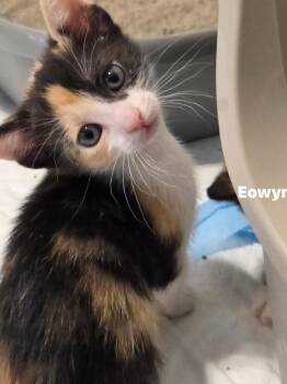 Eowyn -  Domestic Short Hair Cat for Adoption in Darien, Georgia - Eowyn | PetCurious