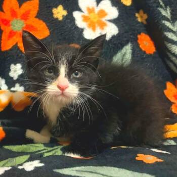 Kieran* -  Domestic Short Hair Cat for Adoption in San Gabriel, California - Kieran* | PetCurious